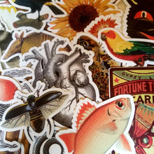 Load image into Gallery viewer, Vintage illustration stickers (Pergamo Paper Goods)